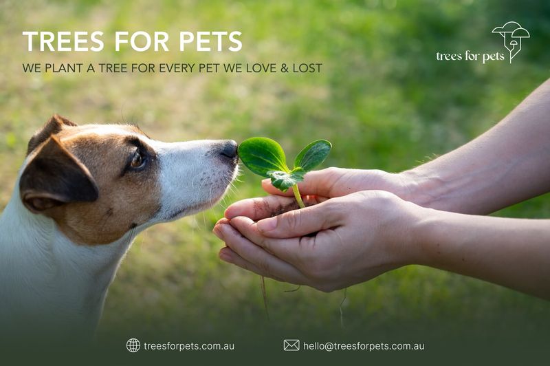 A Meaningful Way To Remember Pets