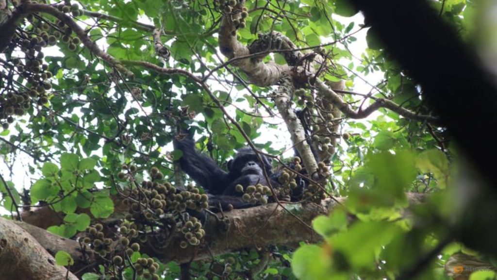Wild chimps eating fermenting fruit get a surprising slug of alcohol