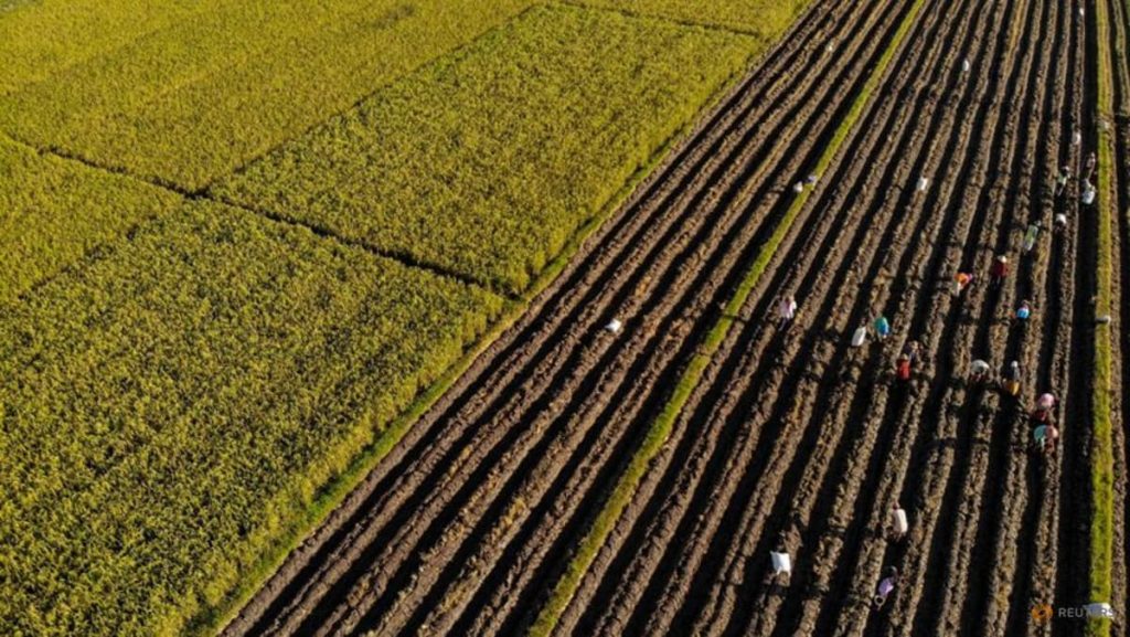 Indonesia’s state farm company to invest nearly $500 million to boost rice output