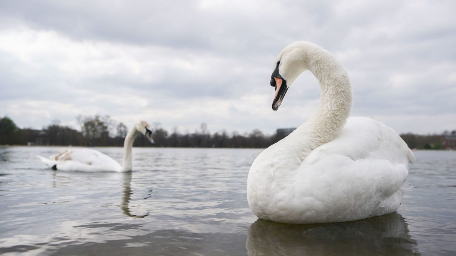 Royal Parks responds to Farage’s claim that swans are being eaten by eastern Europeans in the UK | Politics News